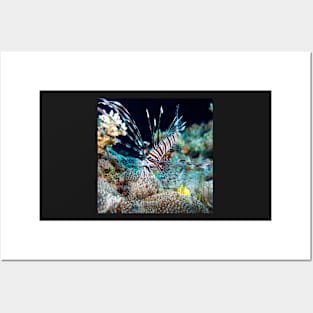 Lionfish on the Great Barrier Reef Posters and Art